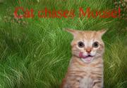 Cat Chases mouse!