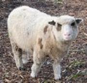 New Animal Tag v1.00