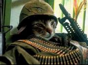 Run Kitty Run Norelon Version